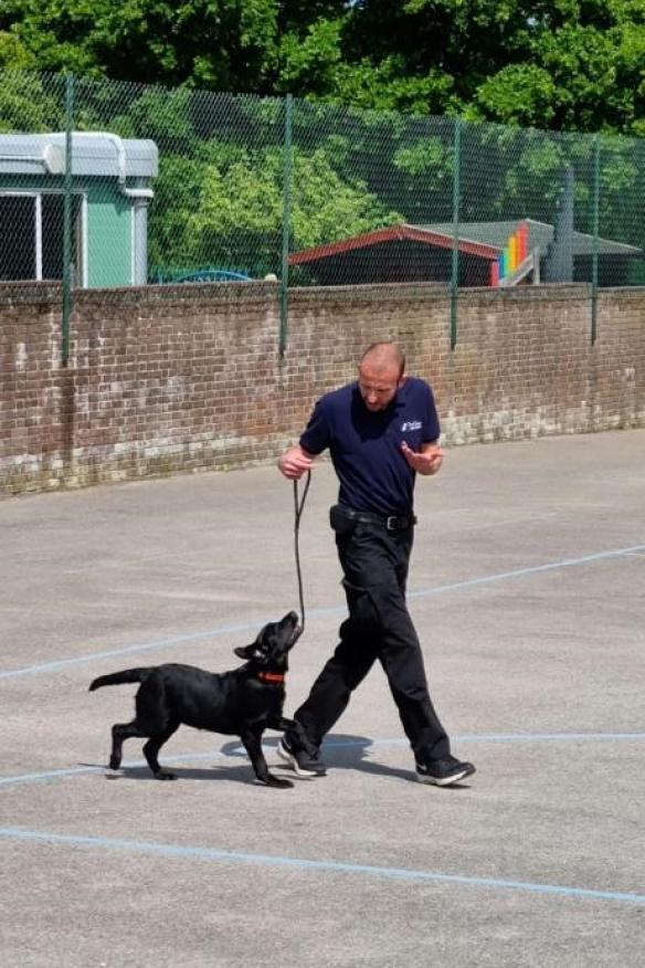 Paul Haylock Dog Training - Walking a Dog